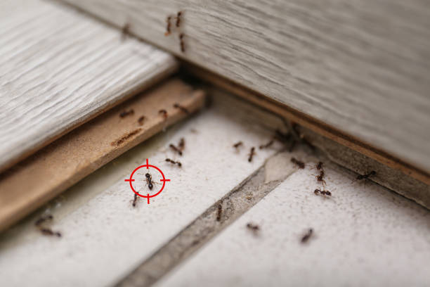 Best Pest Control Near Me  in Shingle Springs, CA