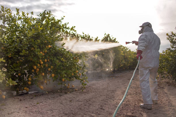Best Residential Pest Control  in Shingle Springs, CA