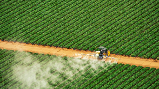 Best Mosquito Control Services  in Shingle Springs, CA