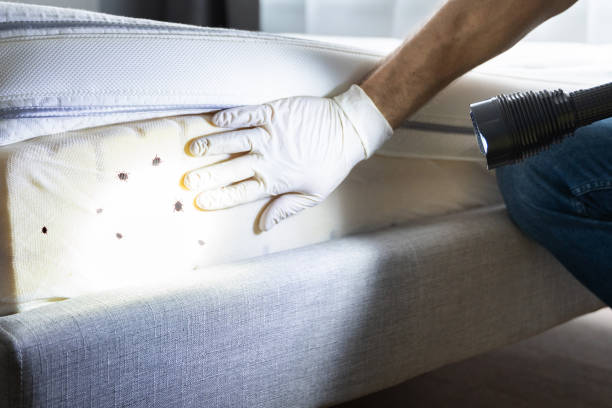 Best Best Pest Control Companies  in Shingle Springs, CA