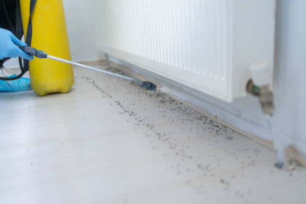 Pest Prevention Services in Shingle Springs, CA
